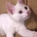 Buyer Avatar