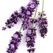 della hawkins avatar