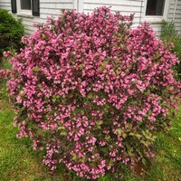 GoodGreenGardens