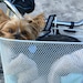 maclily