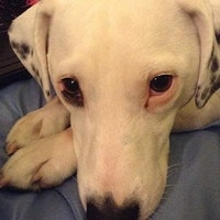 OurCreativePaws