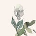 bEES STUDIO DESIGN