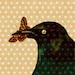 Scroungebird Philly avatar