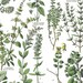 Buyer Avatar