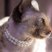 Prissypuppyjewelry