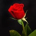 RoseApparelCrafts