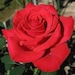 Olena Roze