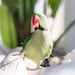 LittleDinosBirdToys