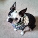 brightandscrappy avatar