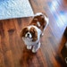 Brady