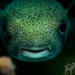 MaelstromAquatics