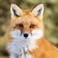 LilGingerPrintShop