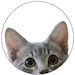 CatnipConfections