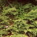 RootPrinting