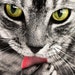 Buyer Avatar