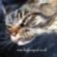 bigfurrycat