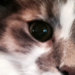 Lappartanous avatar