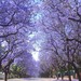 jacarandawood