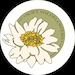 SoftWildflowerStudio