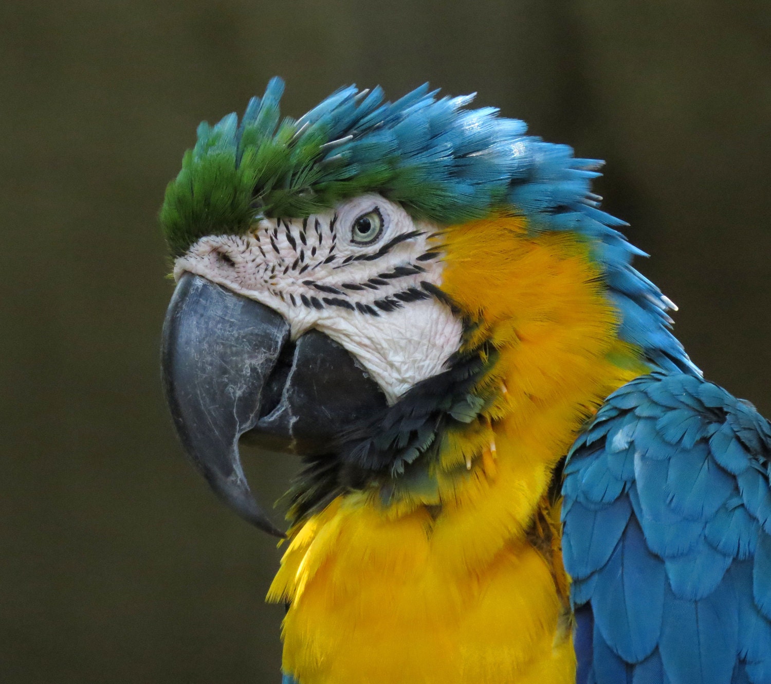 SilverParrot - Etsy