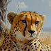 TheCheetahCompany