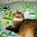happyquilts avatar
