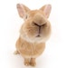 best4bunny