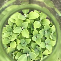 thefiveandlime