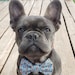 RokaPetWear