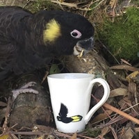 BlackCockatooCeramic
