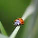 CatchtheBug