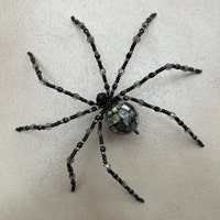 WonderfulWebDwellers