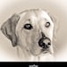 Buyer Avatar