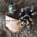 Irene B. Smithi