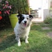 Buyer Avatar