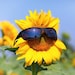 SunnyBlossomGarden