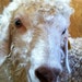 CurlyGoatJunction