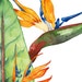 Buyer Avatar