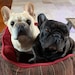 Bailey and Diesel