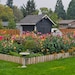 TheDancingDahlias