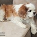 DOGraze - Etsy