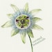 curatedbotanicals