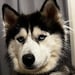 Cody