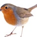 Robin Parsons