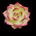 Buyer Avatar