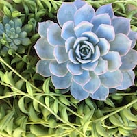 MalibuSucculents
