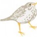 birdy