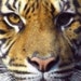 Cat avatar