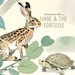 HareAndTheTortoiseCo