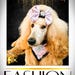 Top Model Collars